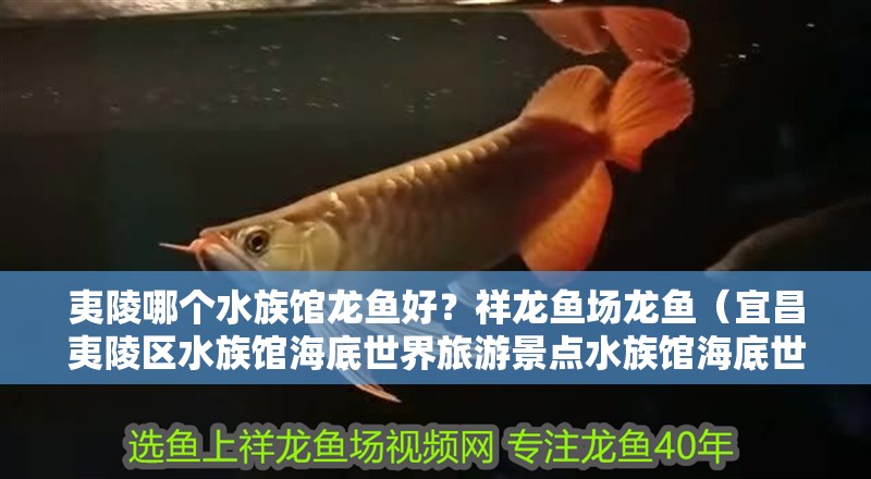 魚缸過濾器選購指南:自制魚缸過濾器魚缸上置過濾器對于養魚愛好者的必備知識 夷陵哪個水族館龍魚好?祥龍魚場龍魚(宜昌夷陵區水族館海底世界旅游景點水族館海底世界水族館) 龍魚百科 夷陵哪個水族館龍魚好?祥龍魚場龍魚(宜昌夷陵區水族館海底世界旅游景點水族館海底世界水族館) 夷陵哪個水族館龍魚好?祥龍魚場龍魚(宜昌夷陵區水族館海底世界旅游景點水族館海底世界水族館) 龍魚百科