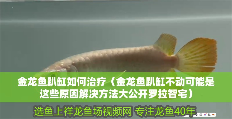 金龍魚趴缸如何治療（金龍魚趴缸不動可能是這些原因解決方法大公開羅拉智宅） 金龍魚趴缸如何治療（金龍魚趴缸不動可能是這些原因解決方法大公開羅拉智宅） 龍魚百科