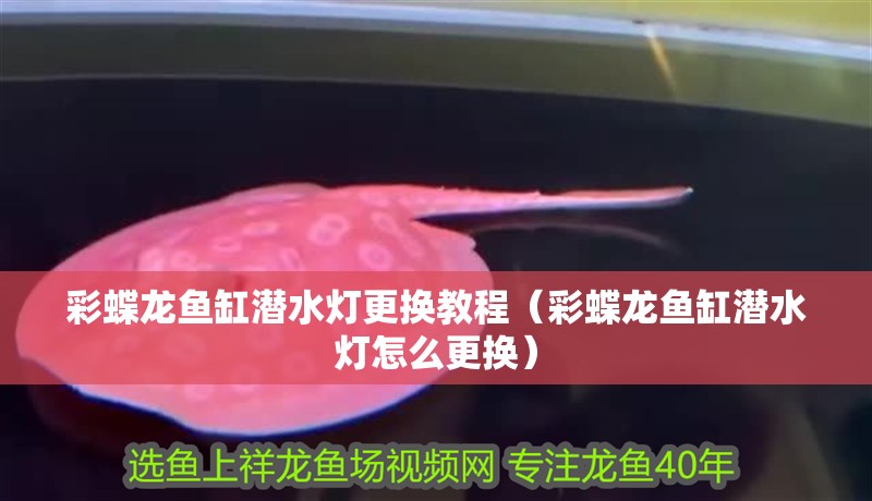 彩蝶龍魚缸潛水燈更換教程（彩蝶龍魚缸潛水燈怎么更換）