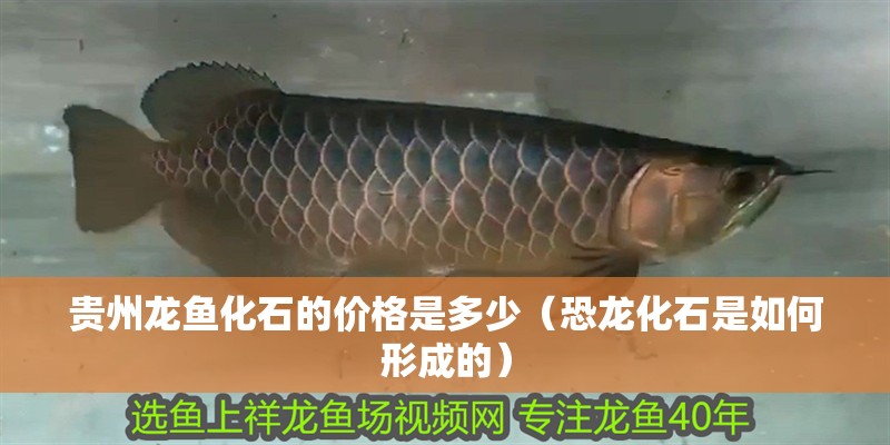 魚缸過濾器選購指南:自制魚缸過濾器魚缸上置過濾器對于養魚愛好者的必備知識 貴州龍魚化石的價格是多少(恐龍化石是如何形成的) 龍魚百科 貴州龍魚化石的價格是多少(恐龍化石是如何形成的) 貴州龍魚化石的價格是多少(恐龍化石是如何形成的) 龍魚百科