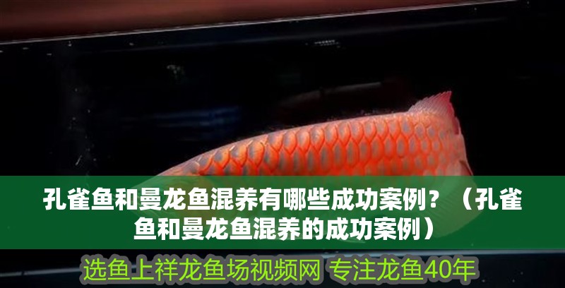 孔雀魚和曼龍魚混養有哪些成功案例？（孔雀魚和曼龍魚混養的成功案例） 孔雀魚和曼龍魚混養有哪些成功案例？（孔雀魚和曼龍魚混養的成功案例） 龍魚百科