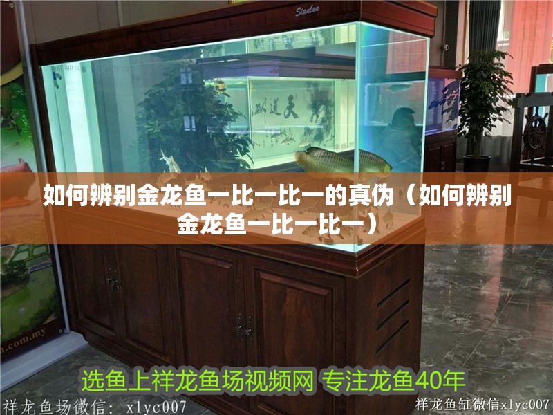 如何辨別金龍魚一比一比一的真偽（如何辨別金龍魚一比一比一）