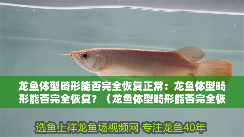 龍魚體型畸形能否完全恢復正常：龍魚體型畸形能否完全恢復？（龍魚體型畸形能否完全恢復到正常狀態(tài)）