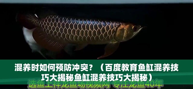 混養時如何預防沖突？（百度教育魚缸混養技巧大揭秘魚缸混養技巧大揭秘）