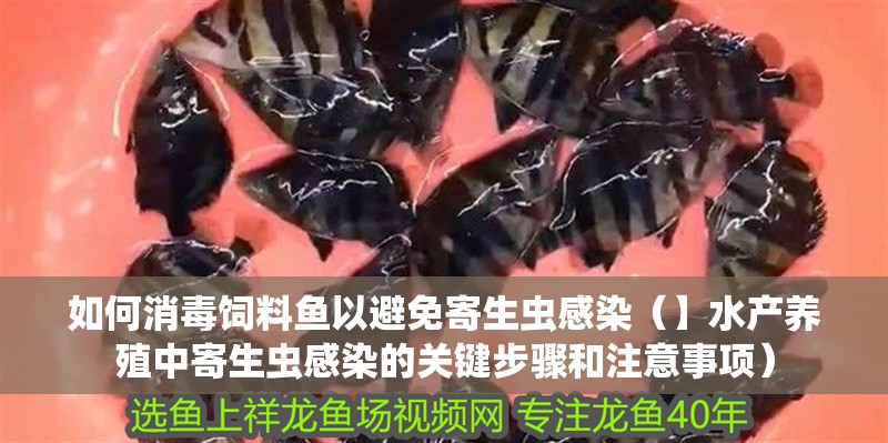 如何消毒飼料魚以避免寄生蟲感染（】水產(chǎn)養(yǎng)殖中寄生蟲感染的關(guān)鍵步驟和注意事項(xiàng)） 如何消毒飼料魚以避免寄生蟲感染（】水產(chǎn)養(yǎng)殖中寄生蟲感染的關(guān)鍵步驟和注意事項(xiàng)） 龍魚百科