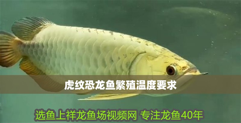 虎紋恐龍魚繁殖溫度要求 虎紋恐龍魚繁殖溫度要求 龍魚百科
