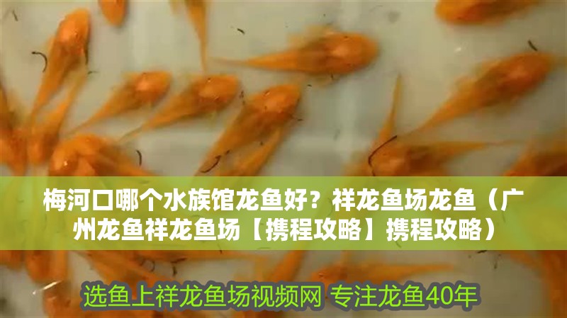 梅河口哪個水族館龍魚好？祥龍魚場龍魚（廣州龍魚祥龍魚場【攜程攻略】攜程攻略）