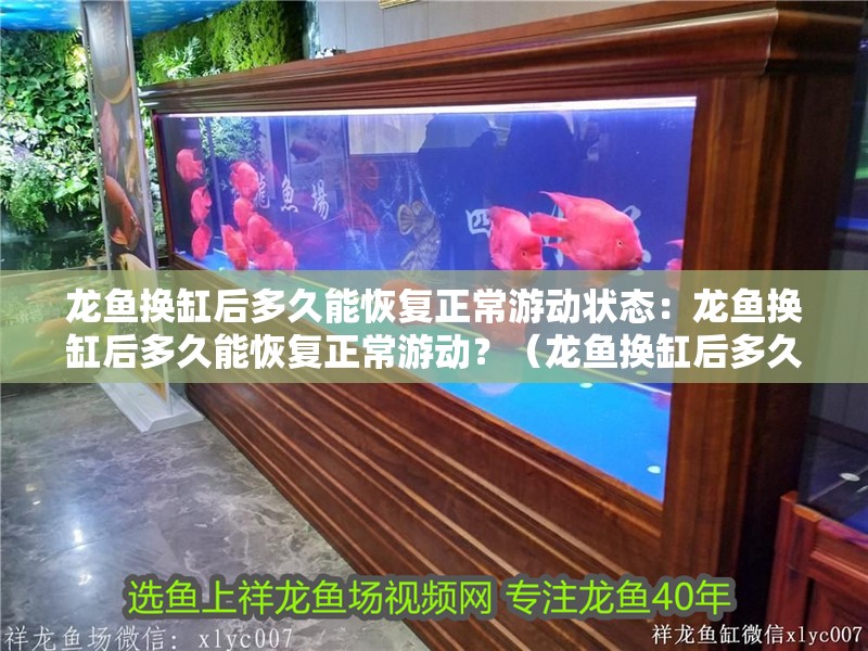 龍魚換缸后多久能恢復正常游動狀態：龍魚換缸后多久能恢復正常游動？（龍魚換缸后多久能恢復正常游動狀態）