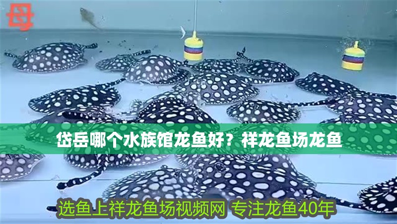 岱岳哪個水族館龍魚好？祥龍魚場龍魚