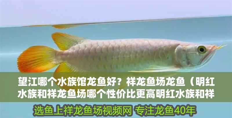望江哪個水族館龍魚好？祥龍魚場龍魚（明紅水族和祥龍魚場哪個性價比更高明紅水族和祥龍魚場哪個性價比更高） 望江哪個水族館龍魚好？祥龍魚場龍魚（明紅水族和祥龍魚場哪個性價比更高明紅水族和祥龍魚場哪個性價比更高） 龍魚百科