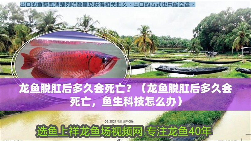 龍魚脫肛后多久會(huì)死亡？（龍魚脫肛后多久會(huì)死亡，魚生科技怎么辦）