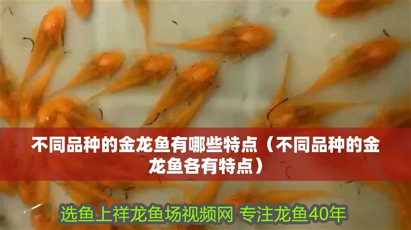 不同品種的金龍魚(yú)有哪些特點(diǎn)（不同品種的金龍魚(yú)各有特點(diǎn)）