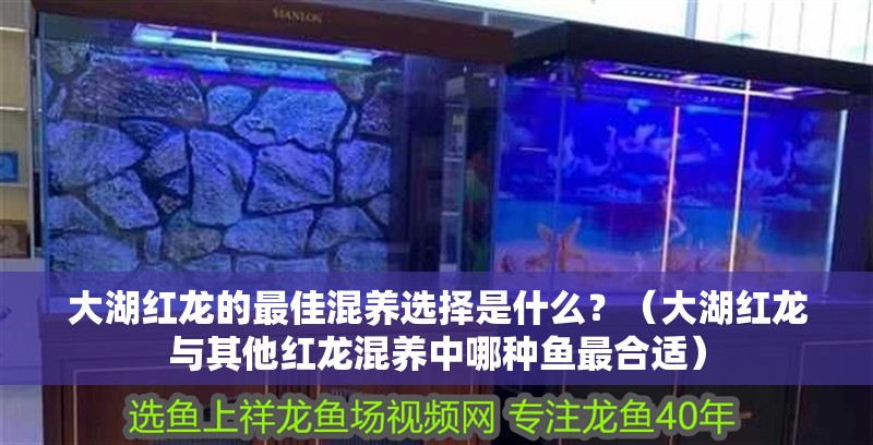 大湖紅龍的最佳混養(yǎng)選擇是什么？（大湖紅龍與其他紅龍混養(yǎng)中哪種魚最合適） 大湖紅龍的最佳混養(yǎng)選擇是什么？（大湖紅龍與其他紅龍混養(yǎng)中哪種魚最合適） 龍魚百科