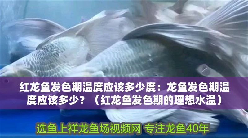 紅龍魚發色期溫度應該多少度：龍魚發色期溫度應該多少？（紅龍魚發色期的理想水溫）