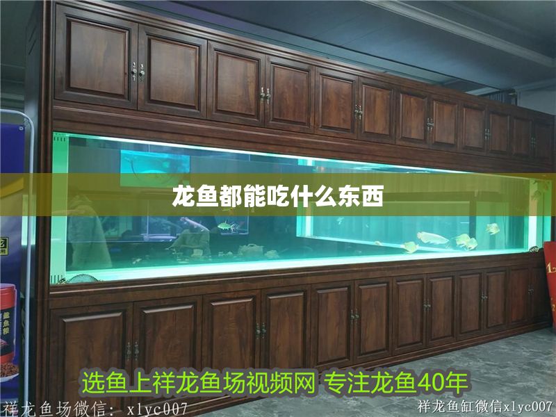 龍魚都能吃什么東西 龍魚都能吃什么東西 龍魚百科 第2張