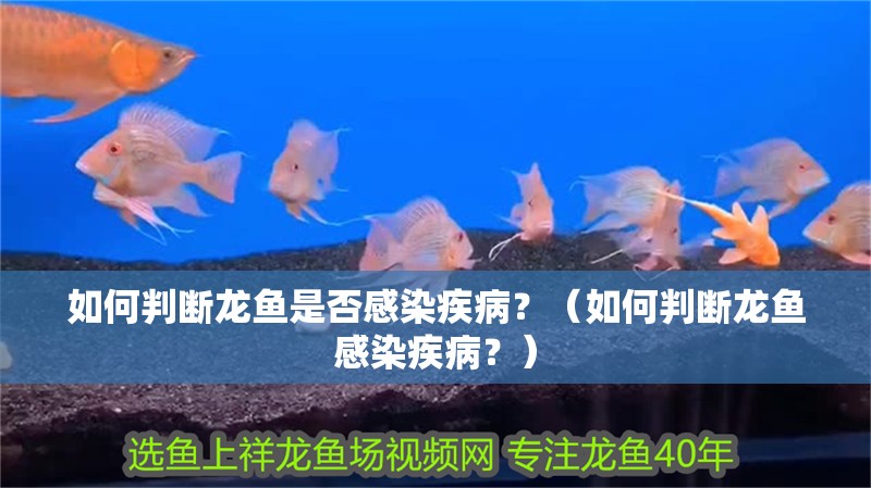 如何判斷龍魚是否感染疾病？（如何判斷龍魚感染疾病？）