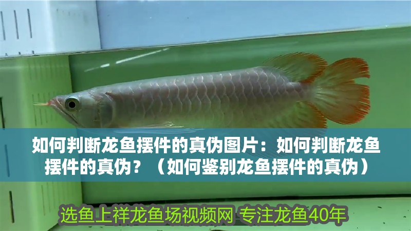 如何判斷龍魚擺件的真偽圖片：如何判斷龍魚擺件的真偽？（如何鑒別龍魚擺件的真偽）