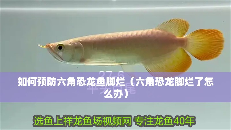 如何預(yù)防六角恐龍魚(yú)腳爛（六角恐龍腳爛了怎么辦）