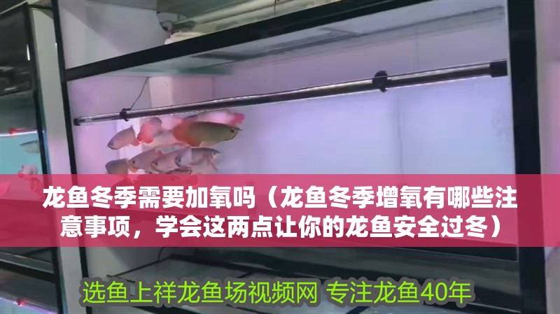 龍魚冬季需要加氧嗎（龍魚冬季增氧有哪些注意事項，學會這兩點讓你的龍魚安全過冬）