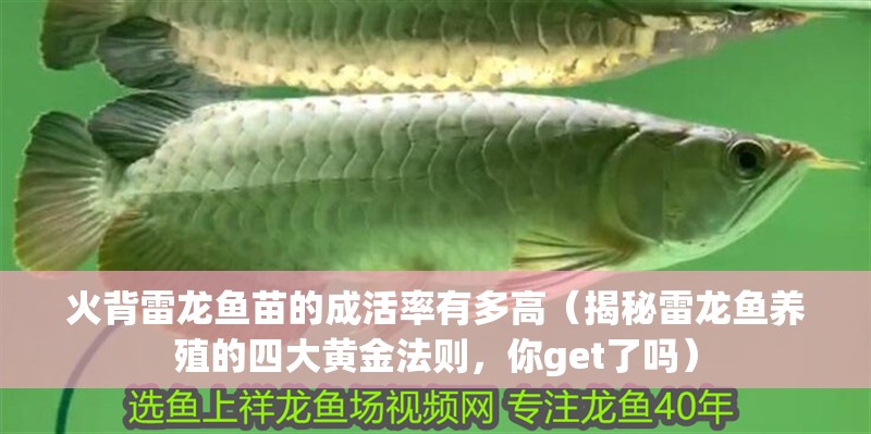 火背雷龍魚苗的成活率有多高（揭秘雷龍魚養(yǎng)殖的四大黃金法則，你get了嗎） 火背雷龍魚苗的成活率有多高（揭秘雷龍魚養(yǎng)殖的四大黃金法則，你get了嗎） 龍魚百科