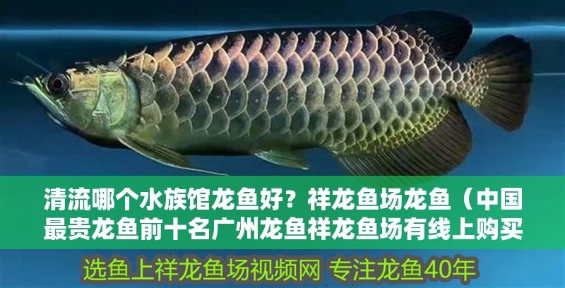 清流哪個(gè)水族館龍魚好？祥龍魚場龍魚（中國最貴龍魚前十名廣州龍魚祥龍魚場有線上購買平臺嗎）