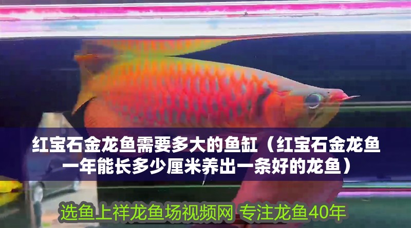 紅寶石金龍魚需要多大的魚缸（紅寶石金龍魚一年能長多少厘米養出一條好的龍魚）