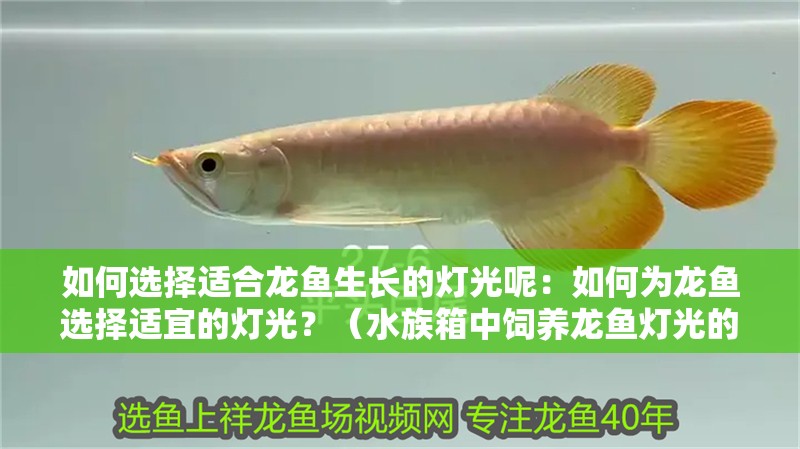 如何選擇適合龍魚生長(zhǎng)的燈光呢：如何為龍魚選擇適宜的燈光？（水族箱中飼養(yǎng)龍魚燈光的選擇適合龍魚生長(zhǎng)的燈光設(shè)備）