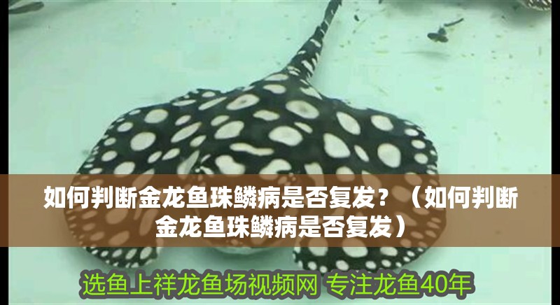 如何判斷金龍魚珠鱗病是否復發？（如何判斷金龍魚珠鱗病是否復發）
