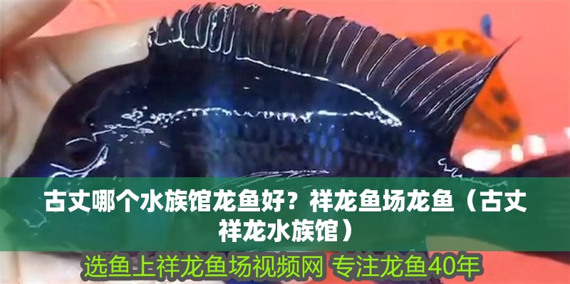 古丈哪個水族館龍魚好？祥龍魚場龍魚（古丈祥龍水族館）
