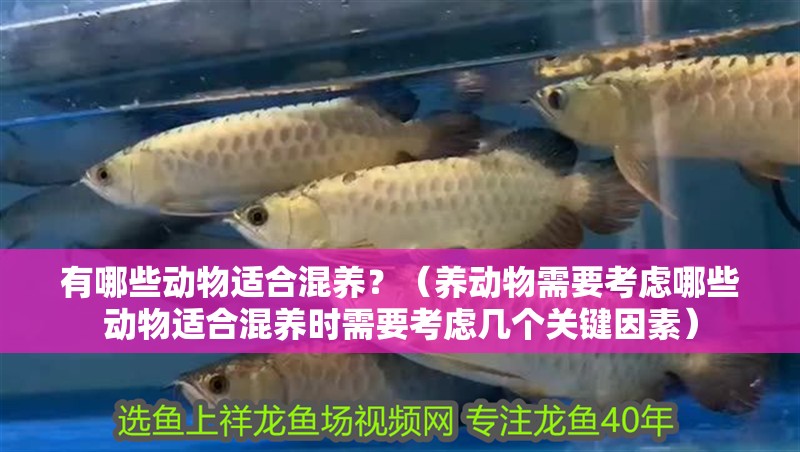 有哪些動物適合混養？（養動物需要考慮哪些動物適合混養時需要考慮幾個關鍵因素）