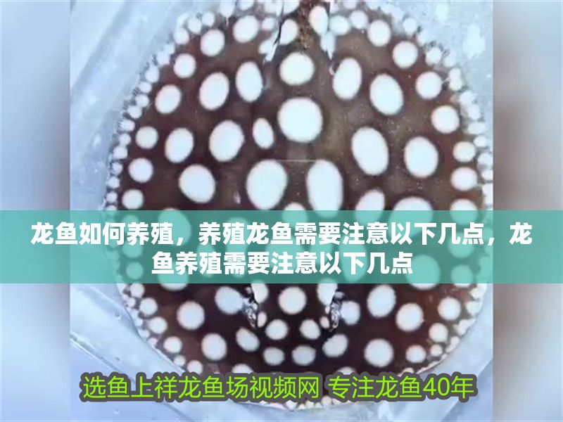 龍魚如何養殖，養殖龍魚需要注意以下幾點，龍魚養殖需要注意以下幾點 龍魚如何養殖，養殖龍魚需要注意以下幾點，龍魚養殖需要注意以下幾點 龍魚百科 第2張