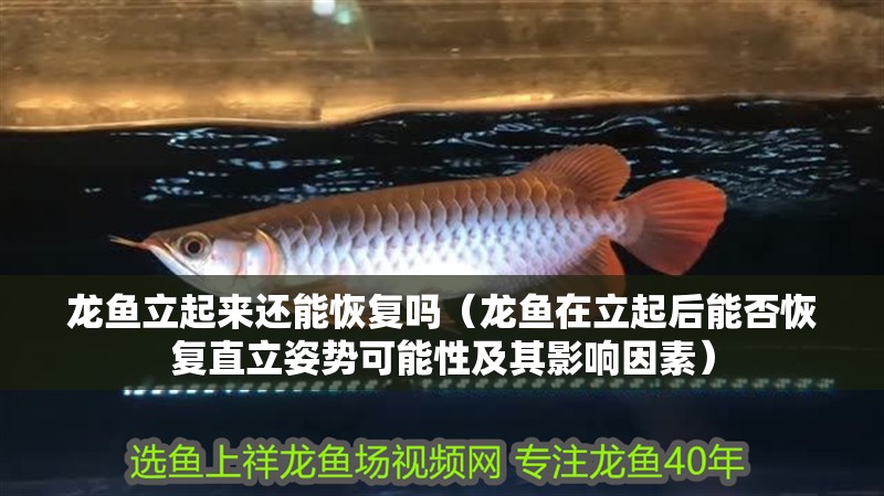 龍魚立起來還能恢復嗎（龍魚在立起后能否恢復直立姿勢可能性及其影響因素）
