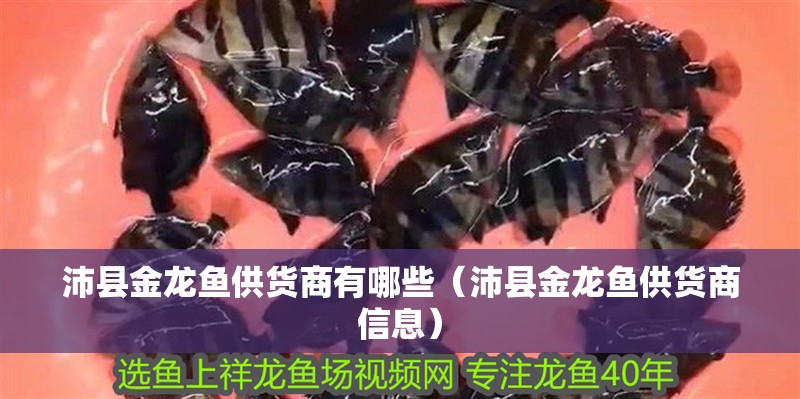 沛縣金龍魚供貨商有哪些（沛縣金龍魚供貨商信息）