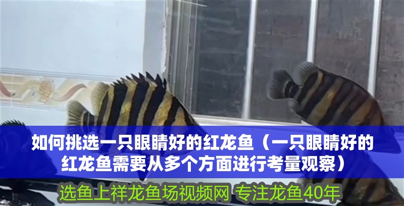 魚缸用增氧泵價(jià)格是多少:魚缸增氧機(jī)-xtrac增氧機(jī)-xtrac增氧機(jī) 如何挑選一只眼睛好的紅龍魚(一只眼睛好的紅龍魚需要從多個(gè)方面進(jìn)行考量觀察) 龍魚百科 如何挑選一只眼睛好的紅龍魚(一只眼睛好的紅龍魚需要從多個(gè)方面進(jìn)行考量觀察) 如何挑選一只眼睛好的紅龍魚(一只眼睛好的紅龍魚需要從多個(gè)方面進(jìn)行考量觀察) 龍魚百科