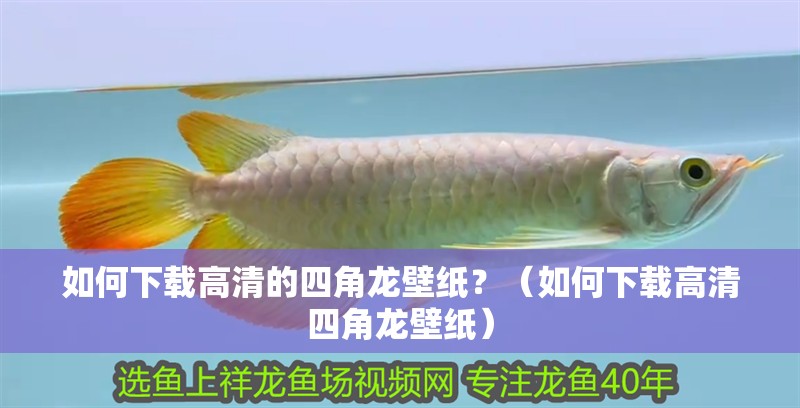 如何下載高清的四角龍壁紙？（如何下載高清四角龍壁紙）