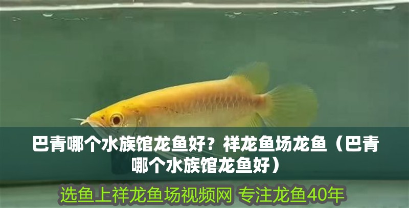 巴青哪個(gè)水族館龍魚好？祥龍魚場龍魚（巴青哪個(gè)水族館龍魚好） 巴青哪個(gè)水族館龍魚好？祥龍魚場龍魚（巴青哪個(gè)水族館龍魚好） 龍魚百科