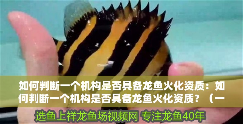 如何判斷一個(gè)機(jī)構(gòu)是否具備龍魚火化資質(zhì)：如何判斷一個(gè)機(jī)構(gòu)是否具備龍魚火化資質(zhì)？（一個(gè)機(jī)構(gòu)是否具備龍魚火化資質(zhì)的重要因素是否具備龍魚火化資質(zhì)）