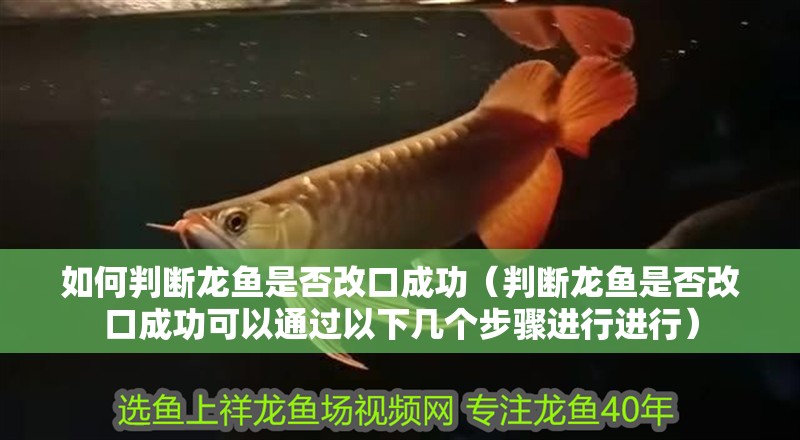 如何判斷龍魚是否改口成功（判斷龍魚是否改口成功可以通過以下幾個步驟進(jìn)行進(jìn)行）
