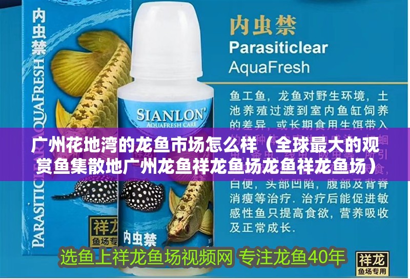 廣州花地灣的龍魚(yú)市場(chǎng)怎么樣（全球最大的觀賞魚(yú)集散地廣州龍魚(yú)祥龍魚(yú)場(chǎng)龍魚(yú)祥龍魚(yú)場(chǎng)）
