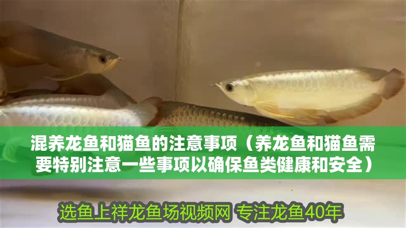 混養龍魚和貓魚的注意事項（養龍魚和貓魚需要特別注意一些事項以確保魚類健康和安全）