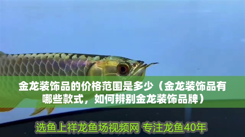 金龍裝飾品的價格范圍是多少（金龍裝飾品有哪些款式，如何辨別金龍裝飾品牌）
