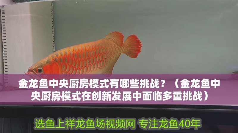 金龍魚中央廚房模式有哪些挑戰(zhàn)？（金龍魚中央廚房模式在創(chuàng)新發(fā)展中面臨多重挑戰(zhàn)）