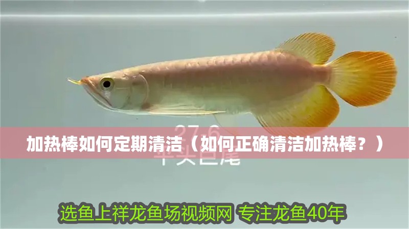 加熱棒如何定期清潔（如何正確清潔加熱棒？）