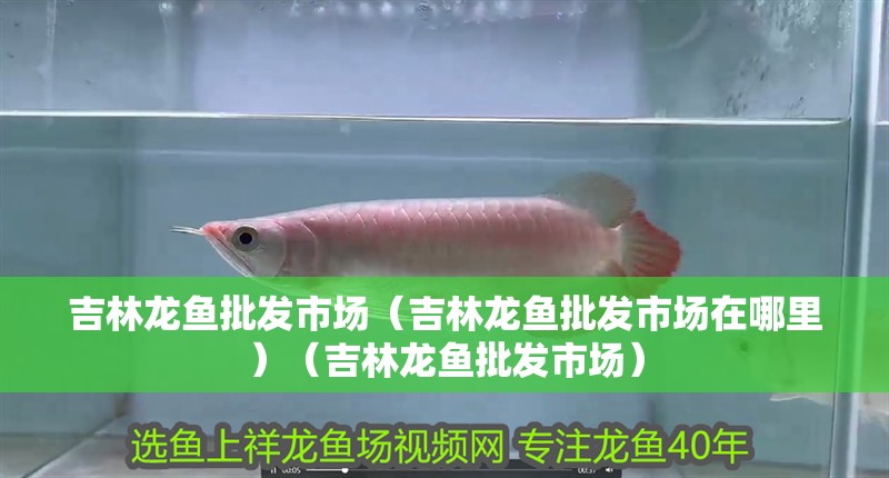 吉林龍魚批發(fā)市場(chǎng)（吉林龍魚批發(fā)市場(chǎng)在哪里）（吉林龍魚批發(fā)市場(chǎng)）