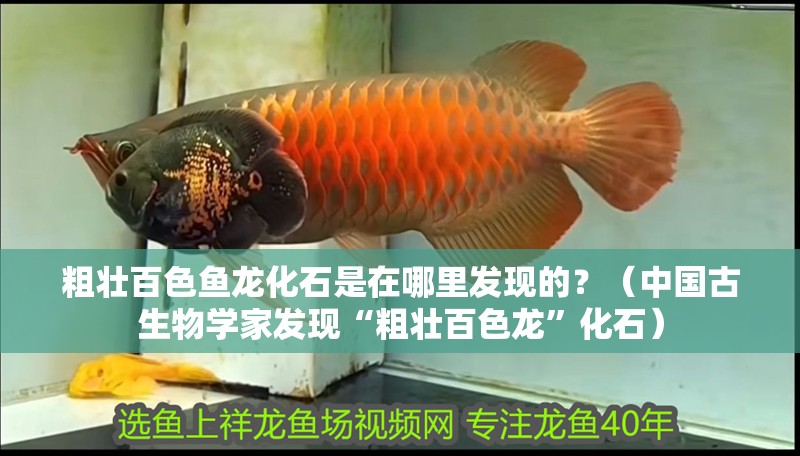 粗壯<strong><mark>百色</mark></strong>魚龍化石是在哪里發現的？（中國古生物學家發現“粗壯<strong><mark>百色</mark></strong>龍”化石）