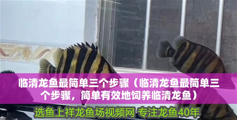 臨清龍魚最簡單三個步驟（臨清龍魚最簡單三個步驟，簡單有效地飼養臨清龍魚）