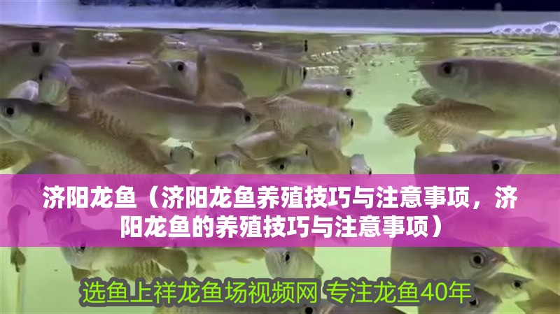 濟陽龍魚（濟陽龍魚養殖技巧與注意事項，濟陽龍魚的養殖技巧與注意事項） 濟陽龍魚（濟陽龍魚養殖技巧與注意事項，濟陽龍魚的養殖技巧與注意事項） 觀賞魚百科