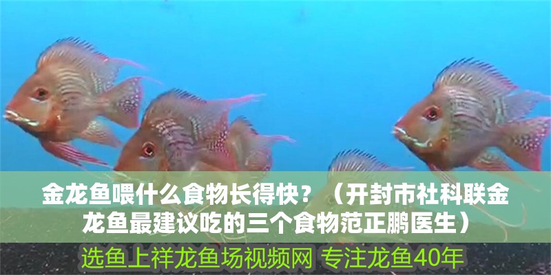 金龍魚喂什么食物長得快？（開封市社科聯金龍魚最建議吃的三個食物范正鵬醫生） 金龍魚喂什么食物長得快？（開封市社科聯金龍魚最建議吃的三個食物范正鵬醫生） 龍魚百科