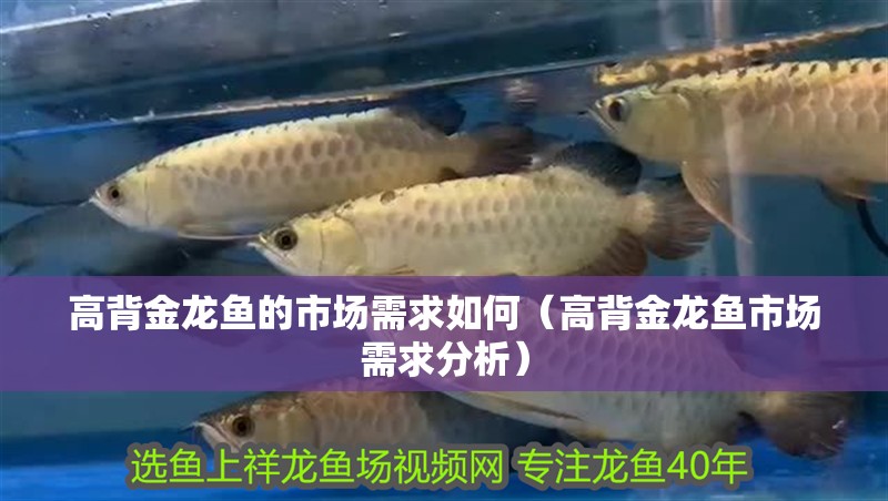 高背金龍魚的市場需求如何（高背金龍魚市場需求分析）