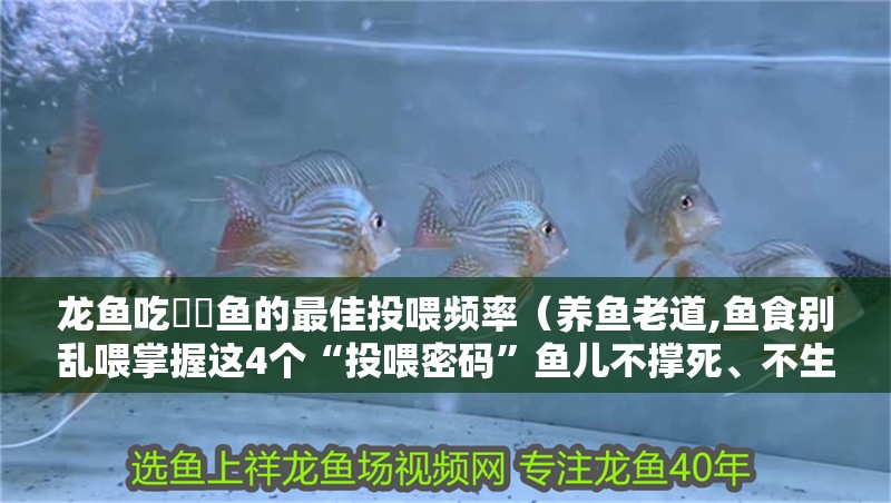 龍魚吃鳑鲏魚的最佳投喂頻率（養魚老道,魚食別亂喂掌握這4個“投喂密碼”魚兒不撐死、不生病）